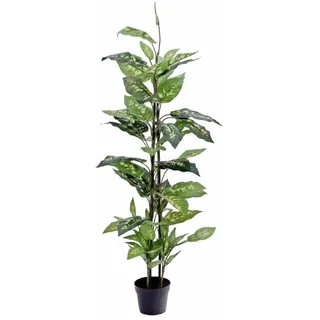 Europalms Dieffenbachia, 120cm