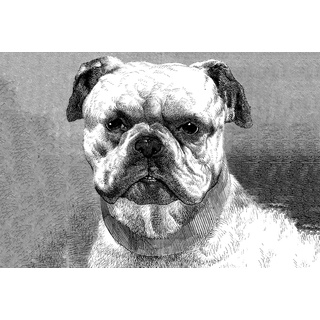 ARCHITECTS PAPER Fototapete "Bulldog" Tapeten Tier Fototapete Hund Bulldog 4,00 m x 2,70 m Weiß Grau auf 200 g Vlies Premium Tier Tapete Schwarz-Weiß B/L: 4 m x 2,7 m, schwarz-weiß Tapeten