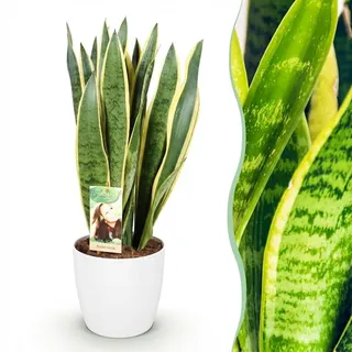 Green boutiQ - Zimmerpflanzen - Sansevieria Laurentii - Schwiegermutterzunge - Pflegeleicht - Grün - Gelb - 1 Pflanze - mit Potter Weiß - Topf 21cm - Höhe 70-80cm