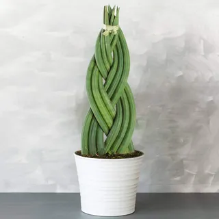 GardenersDream Sansevieria Twister - Schlangenpflanze | 30-40cm getopfte immergrünes Pflanzengeschenk