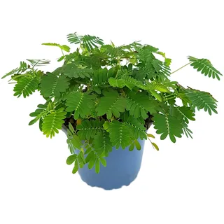 Fangblatt - Mimosa pudica - Mimose im Ø 9 cm Topf - Zimmerpflanze mit beweglichen Blättern