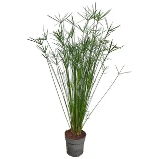 meinvipshop Papyrusgras Zimmerpflanze XXL 55 cm hoch Palme ECHTE Pflanze