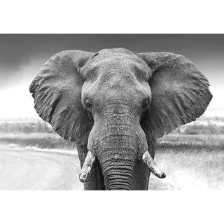 wandmotiv24 Fototapete Elefant schwarz weiß, M 250 x 175 cm - 5 Teile, Wanddeko, Wandbild, Wandtapete, Tier Afrika Himmel M6541