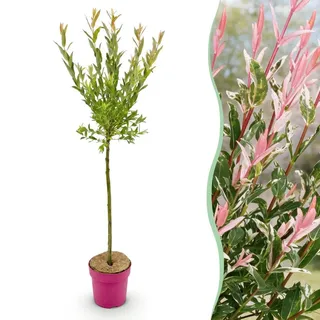 Green boutiQ - Salix Flamingo - Flamingo-Weide - Bunt Rosa - Baum - Ø19cm - ↕90-100cm - Rosa