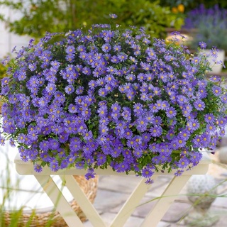 Blaues hängendes Gänseblümchen, im ca. 11 cm-Topf
