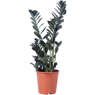 Glücksfeder 'Raven' 4+ - pflegeleichte Zimmerpflanze, schwarze Zamioculcas zamiifolia - Höhe ca. 55 cm, Topf-Ø 17 cm