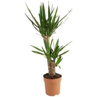 Bloomique - Yucca Elephantipes - Elefantenfuß-Yucca - Palmlilie - Zimmerpflanzen - Pflegeleicht - Luftreinigend - Höhe 80-100 cm - Topf 21 cm