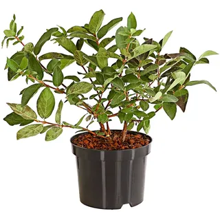 Dehner Honigbeere Russlana, süsse blaue Früchte, ca. 30-40 cm, 3 l Topf | Lonicera caerulea var. Kamschatica, Maibeere, mit glockenförmigen Blüten, Befruchtersorte benötigt, Erntezeit Mai/Juni