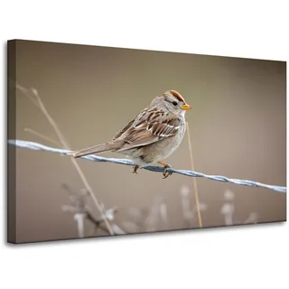 Leinwanddruck Tiere Spatz 100x60 Cm