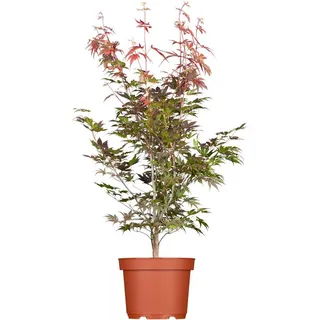 Pflanzen für Dich Gehölze Acer palmatum 'Atropurpureum', 1 St., Roter Fächerahorn, Japanischer Ahorn rot