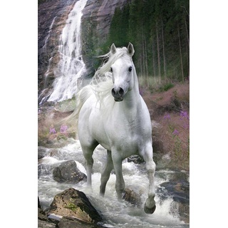 empireposter Bob Langrish - Weißes Pferd Tiere Animals Horse Poster Plakat Druck - Grösse 61x91,5 cm