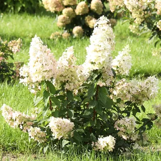 GARTEN SCHLÜTER® Rispenhortensie Confetti buttergelb-reinweiß-rosarot | Hortensie winterhart & mehrjährig - Hydrangea paniculata - 1 Pflanze