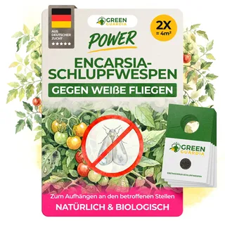 GREEN GUARDIA Encarsia Schlupfwespen gegen weiße Fliege –2X Karten für 4m2- Natürlich weiße Fliegen bekämpfen, ideal für Innenräume & Gewächshaus, chemiefrei & sicher