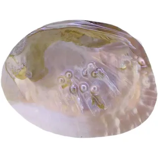 Echte Perlmutt Muschel mit Perle, Muschel Deko, Muschel Schale, Seifenschale Muschel, Schmuckschale oder Räucherschale (1 Hälfte)