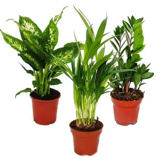 Zimmerpflanzen-Set Dypsis lutescens Zamioculcas 3 Pflanzen 12cm Topf