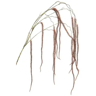 artplants.de Deko Zweig Amaranthus YAELLE, hängend, dunkelrot, 140cm