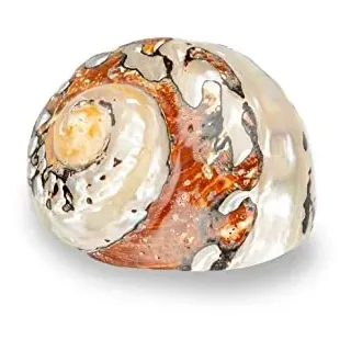 NaDeco Turbo sarmaticus Natur ca. 7 cm, gestreiftes Schneckenhaus | Naturbelassenes Turbanschnecken-Gehäuse mit gestreifter Außenseite, für Schale, Glas und maritime Dekoration
