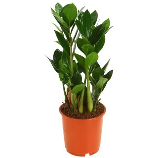 Dehner Zimmerpflanze Glücksfeder, Zamioculcas zamiifolia, versch. Größen, mit ledrigen Fiederblättern, robust, dunkler Standort grün 40 cm