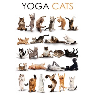 Schatzmix Yoga Cats witziges Motiv Metallschild Wanddeko 20x30 cm tin Sign Blechschild, Blech, Mehrfarbig
