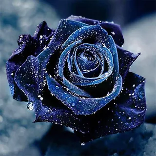 Full Drill Diamond Art Kits für Erwachsene,Malen mit Diamanten,5D DIY Diamond Painting Kits Erwachsene Kinder Stickerei Kreuzstich Blaue Rose 30X30cm