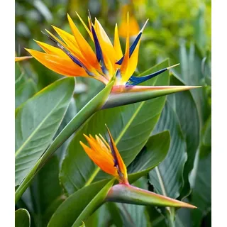 BALDUR Garten 1x Paradiesvogel-Blume Strelitzie, Pflanze im 12 cm-Topf | Strelitzia reginae, blühende Zimmerpflanze, mehrjährig - frostfrei halten, pflegeleicht, Wasserbedarf gering, blühend