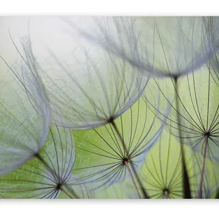 murando - Fototapete selbstklebend Pusteblume, 294x210 cm, Schlafzimmer