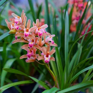 Cymbidium Rhizome, Kolibri Orchids, Winterharte Rhizome, Cymbidium Orchidee Rhizome, QualitätsRhizome, Hochwertige-3zwiebeln-D