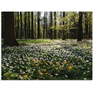 Glasbild ARTLAND "Frühlingswald bedeckt mit Windröschen" Bilder Gr. B/H: 80 cm x 60 cm, Wald, 1 St., grün Glasbilder in verschiedenen Größen
