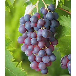 BALDUR Garten 1x Kernlose Tafel-Traube 'Venus®', Pflanze im 10 cm-Topf | Weinreben, Vitis vinifera, winterhart, mehrjährig, Kletterpflanze, kernlose essbare Früchte, resistent gegen Krankheiten
