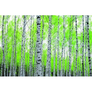 papermoon Vlies- Fototapete Digitaldruck 250 x 180 cm Birch Forest