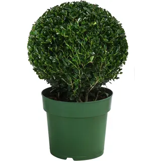 Dehner Japanische Stechpalme, Kugel-förmig, ca. 15-20 cm, 2 l Topf | Ilex crenata, immergrüne Gartenpflanze, winterhart und schnittverträglich, für sonnige bis schattige Standorte
