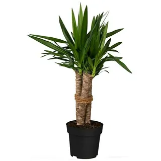 Palmlilie 3er Stamm  (Yucca elephantipes, Topfgröße: 24 cm)