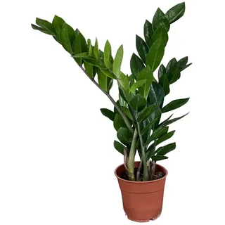 ZynesFlora Zamioculcas Glücksfeder im Ø 12 cm Pflanzentopf - Höhe: 40-45 cm - Zamie Smaragdpalme Pflegeleichte Zimmerpflanze