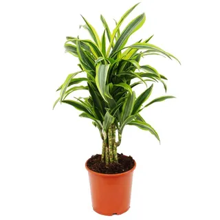 Exotenherz Zimmerpflanze verzweigter Drachenbaum - Dracaena deremensis "Lemon Lime" - 21cm