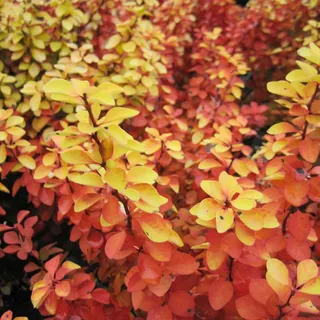 GARTEN SCHLÜTER® Gelbe Säulen-Berberitze 'Golden Torch'