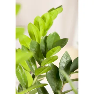 Zamioculcas Zamifolia Glücksfeder 80 cm 21 cm Topf