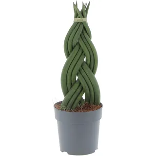 KENTIS – Sansevieria Cylindrica Braid – Luftreinigende Zimmerpflanze – Sukkulente – Zimmerpflanze (Sansevieria Cylindrica Braid, Anzuchttopf)