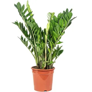 Flowerbox Zimmerpflanze Glücksfeder - Zamioculcas zamiifolia, pflegeleicht - Höhe 90 cm, Topf-Ø 21 cm