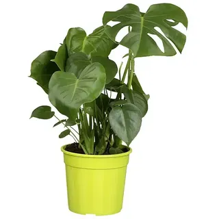 Piardino Fensterblatt  (Monstera deliciosa, Topfgröße: 21 cm)