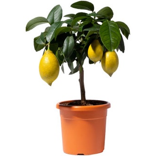 Zitronenbaum - gelb - Gelb