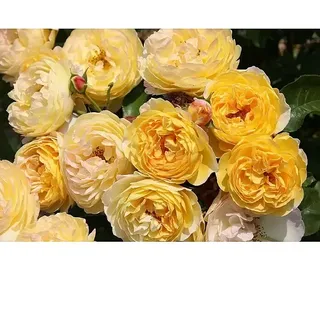 Strauchrose  (Rosa 'Chateau de Cheverny' ADR, Topfvolumen: 6,5 l, Gelb)
