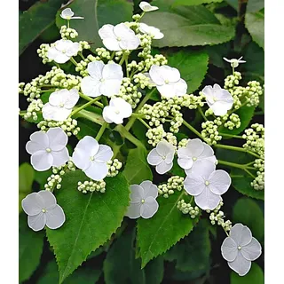 BALDUR Garten Zierstrauch Kletter-Hortensie 'Semiola®', 1 St., Kletterpflanze, immergrün,winterhart, mehrjährig, pflegeleicht weiß