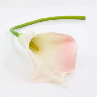artplants.de Künstliche XL Calla, weiß - rosa, real - Touch, 70cm, 10x18cm - Kunst Calla - Kunstblume - Kunststoffblume