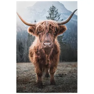 artboxONE Poster 60x40 cm Natur Highland Cow in Nature hochwertiger Design Kunstdruck - Bild Highland Berge Cow