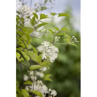 PlantaPro Gewöhnliche Waldrebe 60-100 cm Topf Clematis vitalba Kletterpflanze | Sommergrün, kletternd, weiße Blüten Juni bis August, sonnig bis halbschattig, Sichtschutz und Rankgerüst