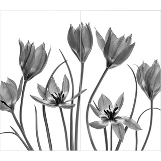 Duschrückwand - Sieben Tulpenblüten Schwarz-Weiß, Material:Alu-Dibond Matt Schutzlackiert 3 mm, Größe HxB:2-teilig à 190x90 cm