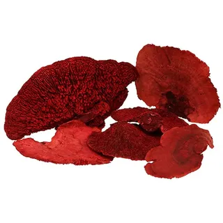 Baumschwamm Rot 1kg – Deko-Pilz, Schaufensterdekoration, Herbstdeko