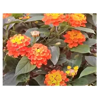 Stk - 15x Lantana camara Wandelröschen Strauch Garten Pflanzen - Samen B1681 - Seeds & Plants Shop by Ipsa