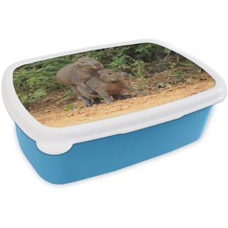 MuchoWow Lunchbox Zwei Capybara-Junge spielen miteinander, Kunststoff, (2-tlg), Brotdose für kindergarten, Vesperbox, Snackbox, Brotbox, Jungen blau
