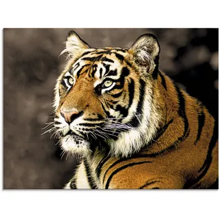 Glasbild ARTLAND "Tiger_sepia" Bilder Gr. B/H: 80 cm x 60 cm, Wildtiere, 1 St., beige (natur) Glasbilder in verschiedenen Größen